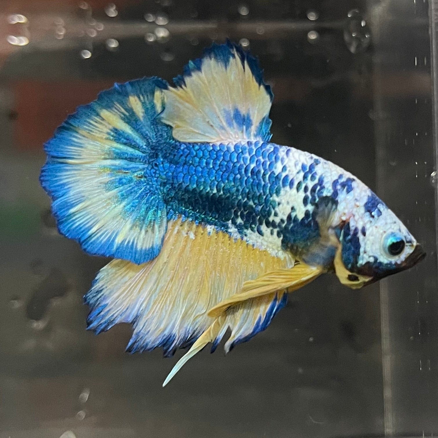 the-fish-farm Premium Male Betta Fancy Plakat Premium Male Betta - One Only - 16 Choose your favourite Premuium Fancy Plakat Male Betta - The Fish Farm