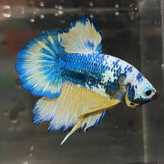 the-fish-farm Premium Male Betta Fancy Plakat Premium Male Betta - One Only - 16 Choose your favourite Premuium Fancy Plakat Male Betta - The Fish Farm