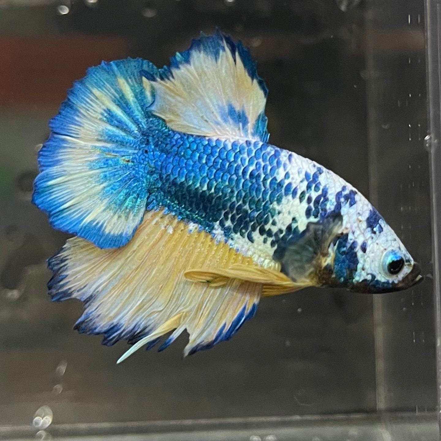 the-fish-farm Premium Male Betta Fancy Plakat Premium Male Betta - One Only - 16 Choose your favourite Premuium Fancy Plakat Male Betta - The Fish Farm