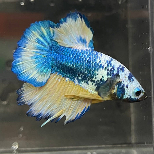 the-fish-farm Premium Male Betta Fancy Plakat Premium Male Betta - One Only - 16 Choose your favourite Premuium Fancy Plakat Male Betta - The Fish Farm
