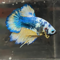 the-fish-farm Premium Male Betta Fancy Plakat Premium Male Betta - One Only - 16 Choose your favourite Premuium Fancy Plakat Male Betta - The Fish Farm