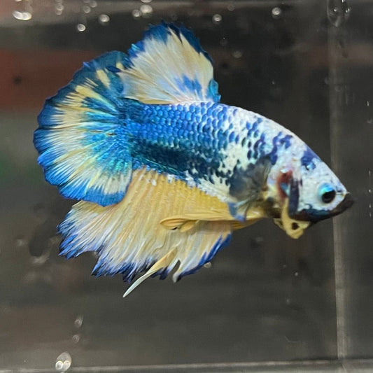 the-fish-farm Premium Male Betta Fancy Plakat Premium Male Betta - One Only - 16 Choose your favourite Premuium Fancy Plakat Male Betta - The Fish Farm
