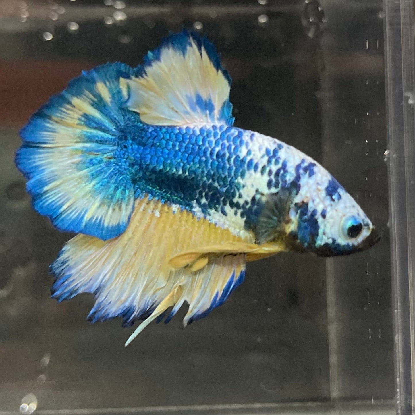 the-fish-farm Premium Male Betta Fancy Plakat Premium Male Betta - One Only - 16 Choose your favourite Premuium Fancy Plakat Male Betta - The Fish Farm
