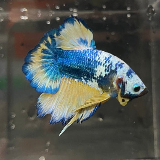 the-fish-farm Premium Male Betta Fancy Plakat Premium Male Betta - One Only - 16 Choose your favourite Premuium Fancy Plakat Male Betta - The Fish Farm