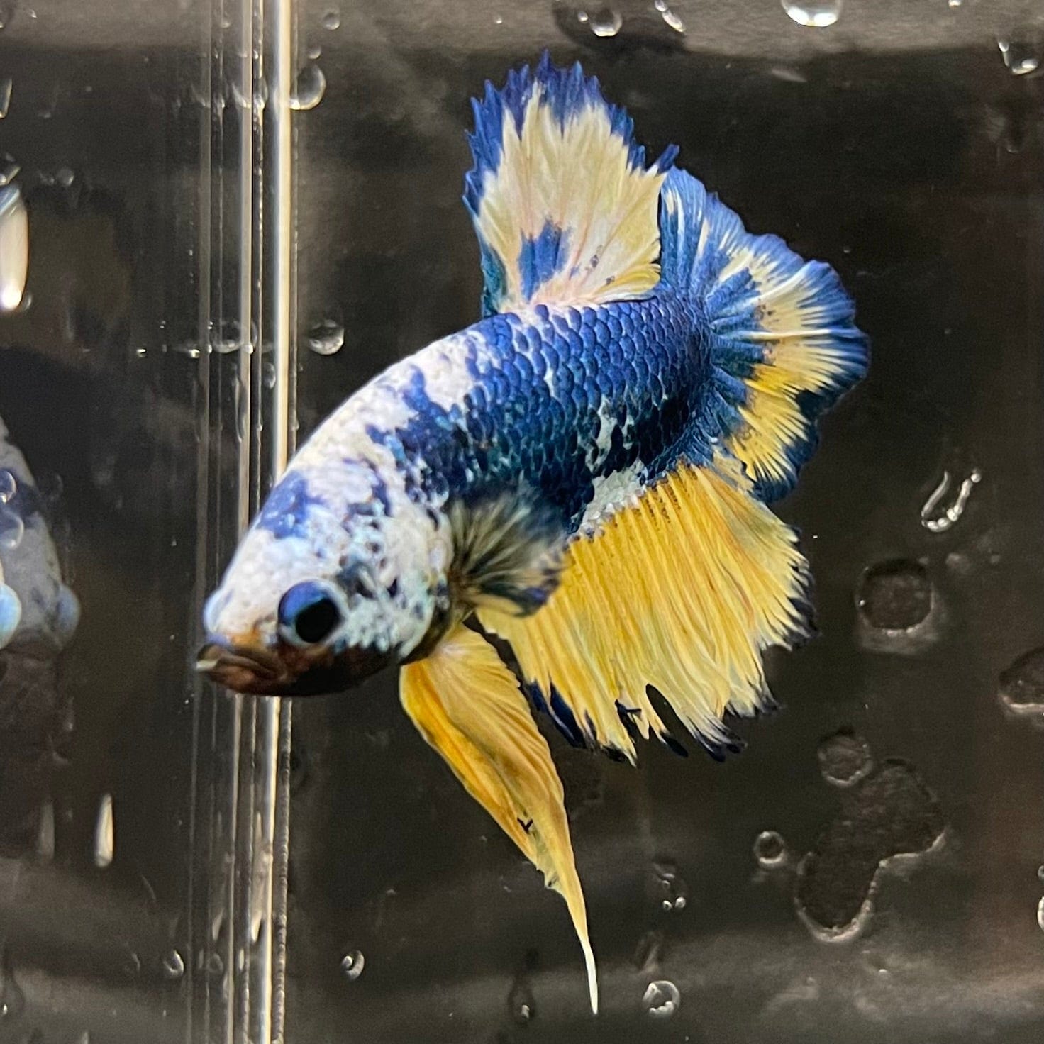 the-fish-farm Premium Male Betta Fancy Plakat Premium Male Betta - One Only - 16 Choose your favourite Premuium Fancy Plakat Male Betta - The Fish Farm