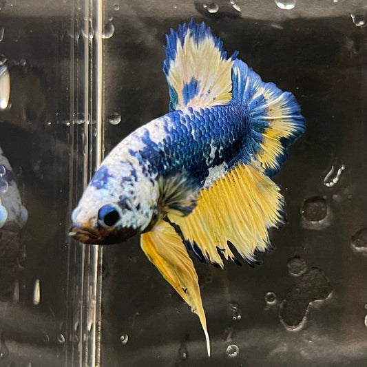 the-fish-farm Premium Male Betta Fancy Plakat Premium Male Betta - One Only - 16 Choose your favourite Premuium Fancy Plakat Male Betta - The Fish Farm