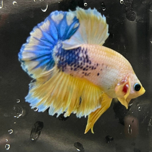 the-fish-farm Premium Male Betta Fancy Plakat Premium Male Betta - One Only - 17 Choose your favourite Premuium Fancy Plakat Male Betta - The Fish Farm