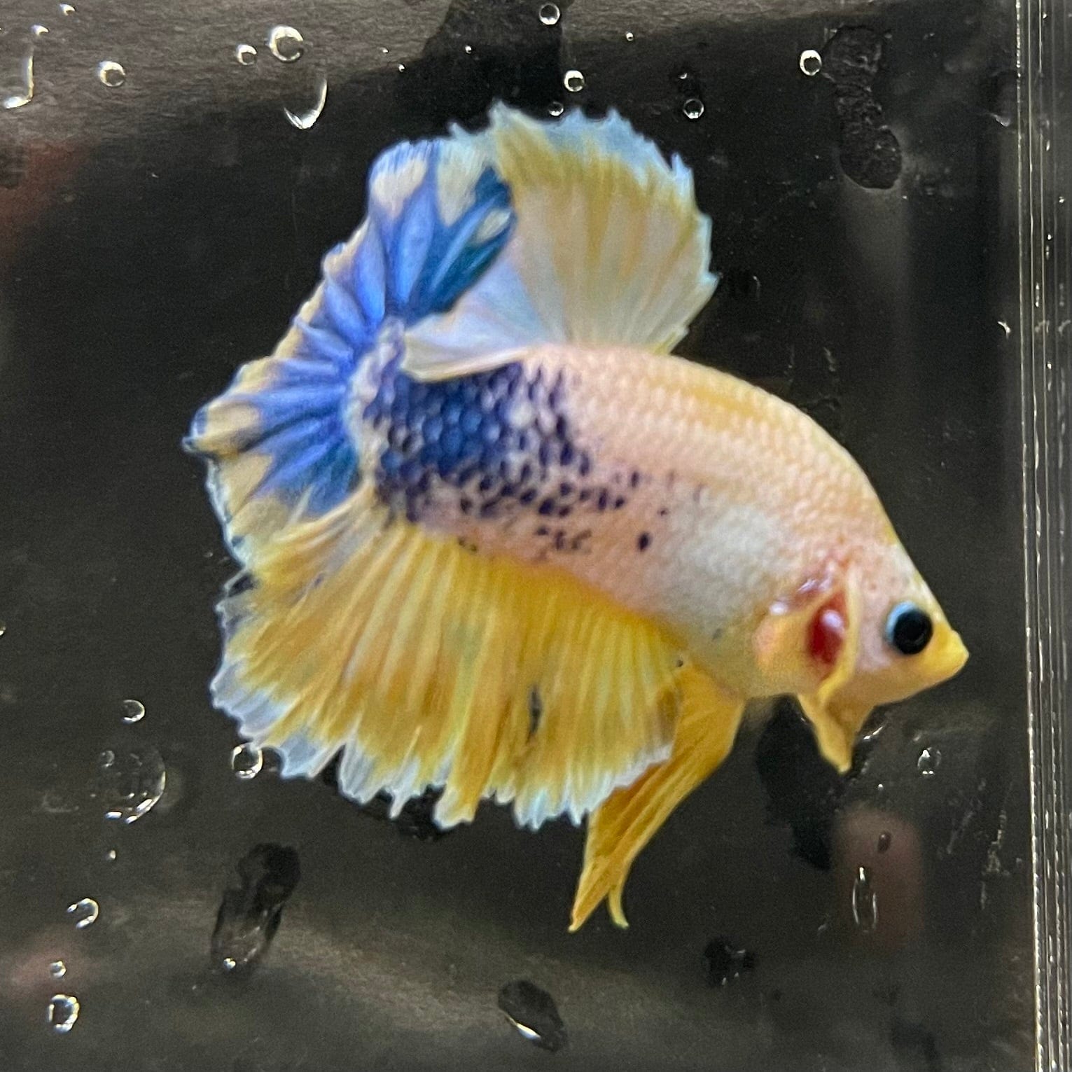 the-fish-farm Premium Male Betta Fancy Plakat Premium Male Betta - One Only - 17 Choose your favourite Premuium Fancy Plakat Male Betta - The Fish Farm