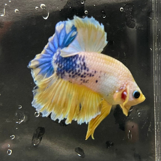 the-fish-farm Premium Male Betta Fancy Plakat Premium Male Betta - One Only - 17 Choose your favourite Premuium Fancy Plakat Male Betta - The Fish Farm
