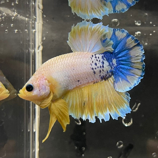 the-fish-farm Premium Male Betta Fancy Plakat Premium Male Betta - One Only - 17 Choose your favourite Premuium Fancy Plakat Male Betta - The Fish Farm