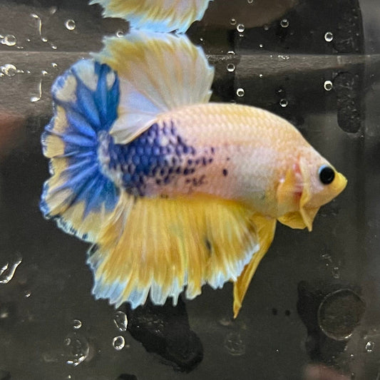 the-fish-farm Premium Male Betta Fancy Plakat Premium Male Betta - One Only - 17 Choose your favourite Premuium Fancy Plakat Male Betta - The Fish Farm