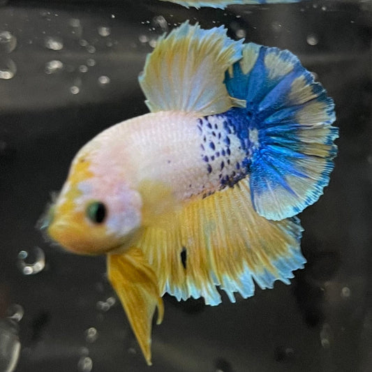 the-fish-farm Premium Male Betta Fancy Plakat Premium Male Betta - One Only - 17 Choose your favourite Premuium Fancy Plakat Male Betta - The Fish Farm