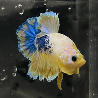 the-fish-farm Premium Male Betta Fancy Plakat Premium Male Betta - One Only - 17 Choose your favourite Premuium Fancy Plakat Male Betta - The Fish Farm