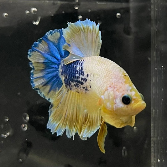 the-fish-farm Premium Male Betta Fancy Plakat Premium Male Betta - One Only - 17 Choose your favourite Premuium Fancy Plakat Male Betta - The Fish Farm