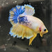 the-fish-farm Premium Male Betta Fancy Plakat Premium Male Betta - One Only - 17 Choose your favourite Premuium Fancy Plakat Male Betta - The Fish Farm