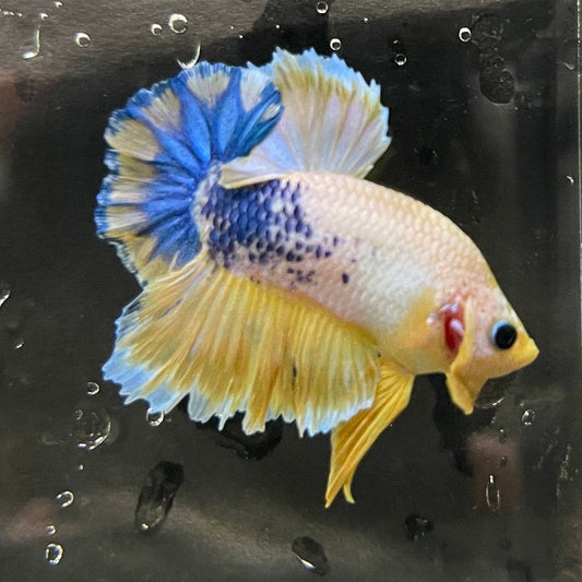 the-fish-farm Premium Male Betta Fancy Plakat Premium Male Betta - One Only - 17 Choose your favourite Premuium Fancy Plakat Male Betta - The Fish Farm
