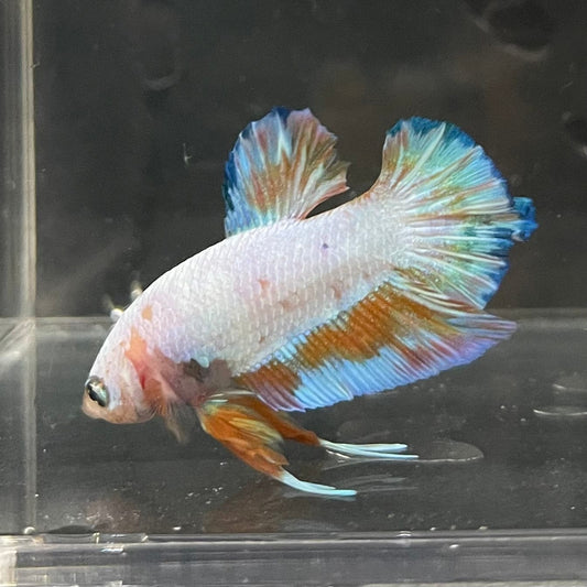 the-fish-farm Premium Male Betta Fancy Plakat Premium Male Betta - One Only - 18 Choose your favourite Premuium Fancy Plakat Male Betta - The Fish Farm