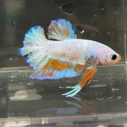 the-fish-farm Premium Male Betta Fancy Plakat Premium Male Betta - One Only - 18 Choose your favourite Premuium Fancy Plakat Male Betta - The Fish Farm