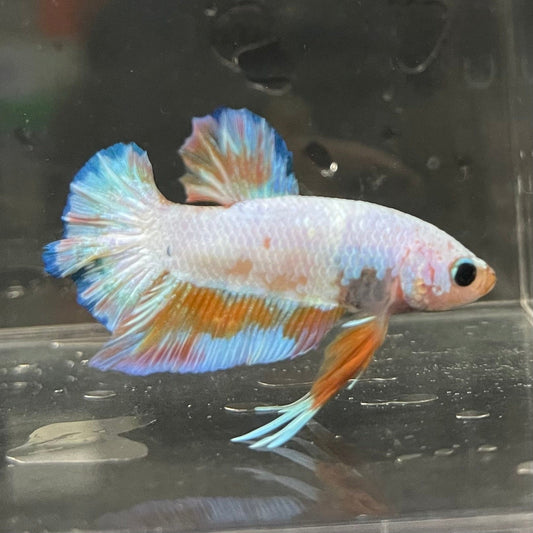 the-fish-farm Premium Male Betta Fancy Plakat Premium Male Betta - One Only - 18 Choose your favourite Premuium Fancy Plakat Male Betta - The Fish Farm