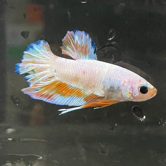 the-fish-farm Premium Male Betta Fancy Plakat Premium Male Betta - One Only - 18 Choose your favourite Premuium Fancy Plakat Male Betta - The Fish Farm