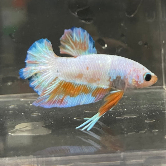 the-fish-farm Premium Male Betta Fancy Plakat Premium Male Betta - One Only - 18 Choose your favourite Premuium Fancy Plakat Male Betta - The Fish Farm