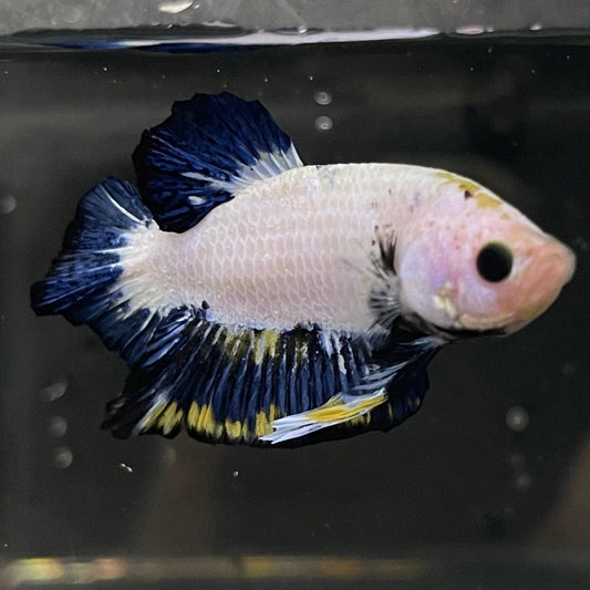 the-fish-farm Premium Male Betta Fancy Plakat Premium Male Betta - One Only - 2 Choose your favourite Premuium Fancy Plakat Male Betta - The Fish Farm