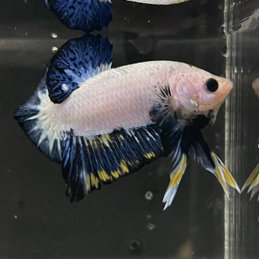 the-fish-farm Premium Male Betta Fancy Plakat Premium Male Betta - One Only - 2 Choose your favourite Premuium Fancy Plakat Male Betta - The Fish Farm