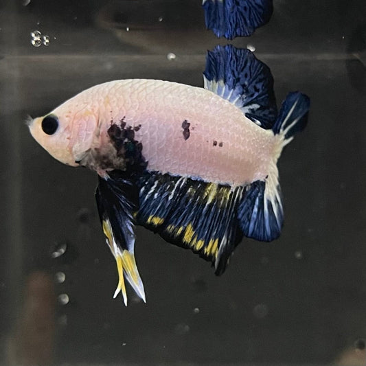the-fish-farm Premium Male Betta Fancy Plakat Premium Male Betta - One Only - 2 Choose your favourite Premuium Fancy Plakat Male Betta - The Fish Farm