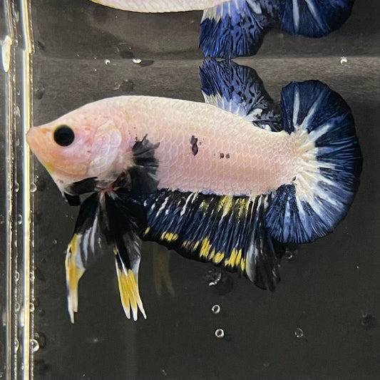 the-fish-farm Premium Male Betta Fancy Plakat Premium Male Betta - One Only - 2 Choose your favourite Premuium Fancy Plakat Male Betta - The Fish Farm