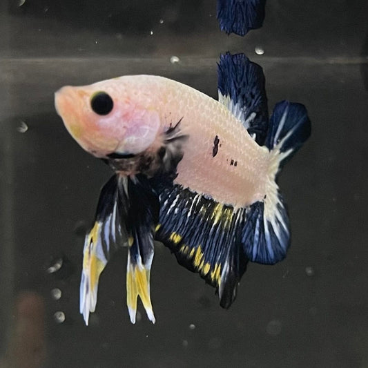 the-fish-farm Premium Male Betta Fancy Plakat Premium Male Betta - One Only - 2 Choose your favourite Premuium Fancy Plakat Male Betta - The Fish Farm