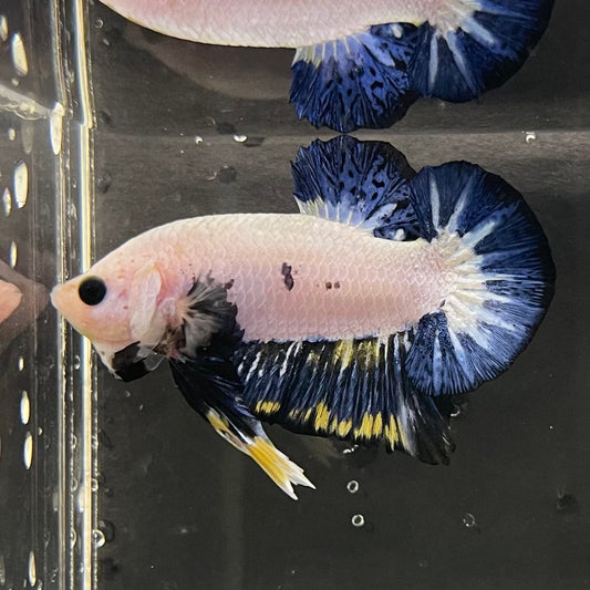 the-fish-farm Premium Male Betta Fancy Plakat Premium Male Betta - One Only - 2 Choose your favourite Premuium Fancy Plakat Male Betta - The Fish Farm