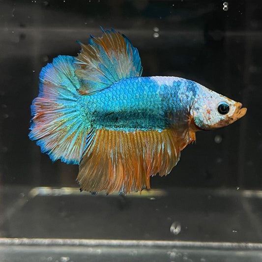 the-fish-farm Premium Male Betta Fancy Plakat Premium Male Betta - One Only - 3 Choose your favourite Premuium Fancy Plakat Male Betta - The Fish Farm