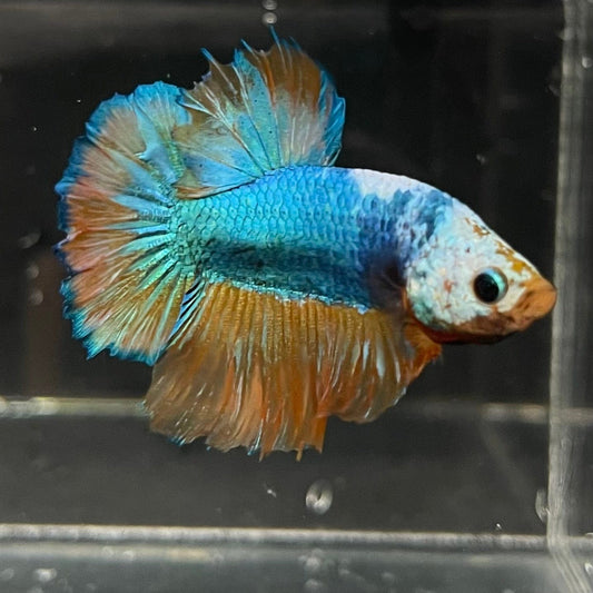 the-fish-farm Premium Male Betta Fancy Plakat Premium Male Betta - One Only - 3 Choose your favourite Premuium Fancy Plakat Male Betta - The Fish Farm