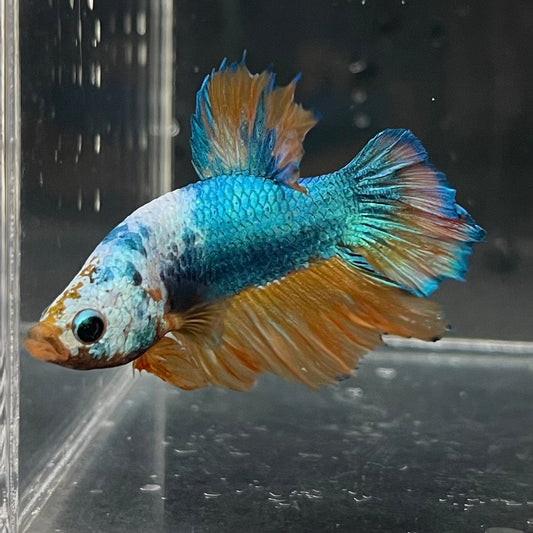 the-fish-farm Premium Male Betta Fancy Plakat Premium Male Betta - One Only - 3 Choose your favourite Premuium Fancy Plakat Male Betta - The Fish Farm