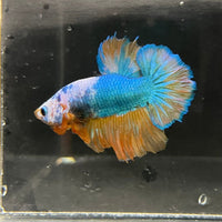 the-fish-farm Premium Male Betta Fancy Plakat Premium Male Betta - One Only - 3 Choose your favourite Premuium Fancy Plakat Male Betta - The Fish Farm