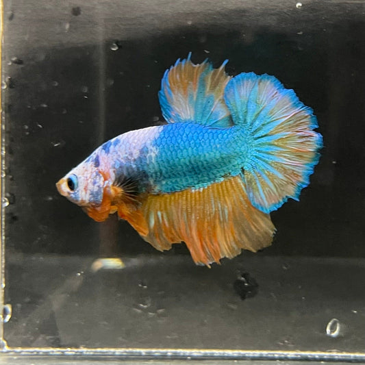 the-fish-farm Premium Male Betta Fancy Plakat Premium Male Betta - One Only - 3 Choose your favourite Premuium Fancy Plakat Male Betta - The Fish Farm