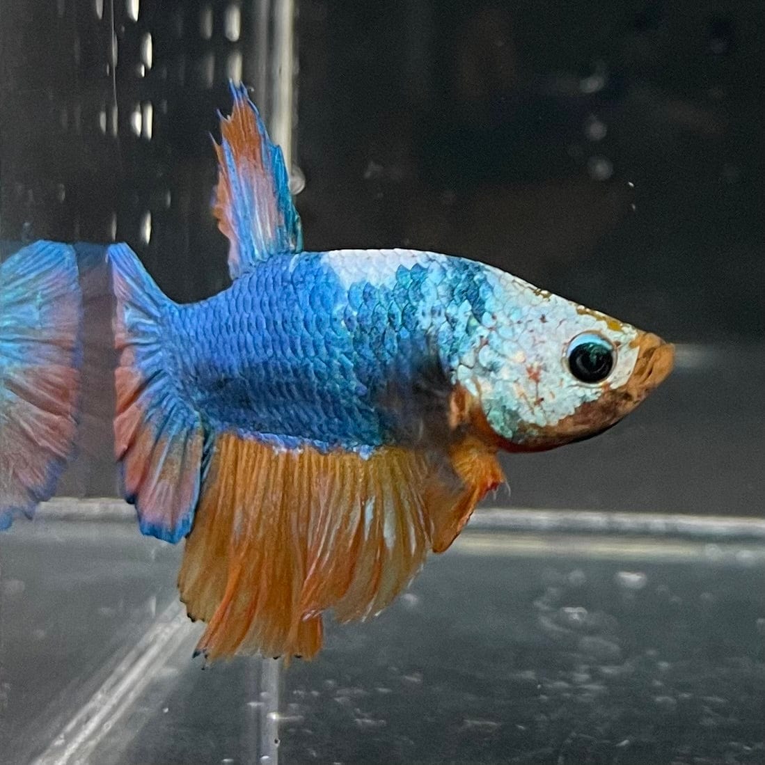 the-fish-farm Premium Male Betta Fancy Plakat Premium Male Betta - One Only - 3 Choose your favourite Premuium Fancy Plakat Male Betta - The Fish Farm