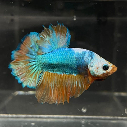 the-fish-farm Premium Male Betta Fancy Plakat Premium Male Betta - One Only - 3 Choose your favourite Premuium Fancy Plakat Male Betta - The Fish Farm