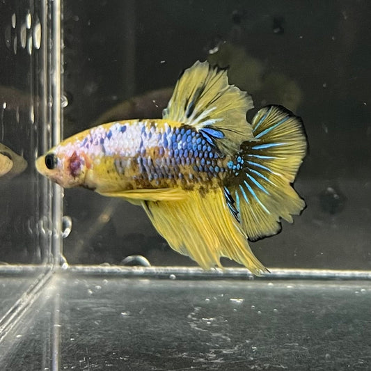 the-fish-farm Premium Male Betta Fancy Plakat Premium Male Betta - One Only - 4 Choose your favourite Premuium Fancy Plakat Male Betta - The Fish Farm