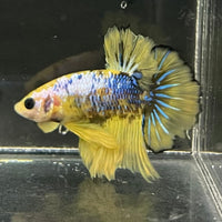 the-fish-farm Premium Male Betta Fancy Plakat Premium Male Betta - One Only - 4 Choose your favourite Premuium Fancy Plakat Male Betta - The Fish Farm