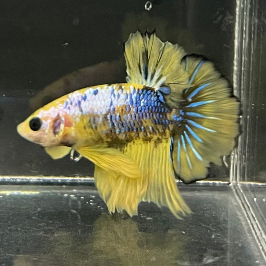 the-fish-farm Premium Male Betta Fancy Plakat Premium Male Betta - One Only - 4 Choose your favourite Premuium Fancy Plakat Male Betta - The Fish Farm