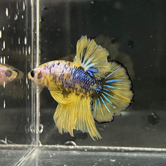 the-fish-farm Premium Male Betta Fancy Plakat Premium Male Betta - One Only - 4 Choose your favourite Premuium Fancy Plakat Male Betta - The Fish Farm