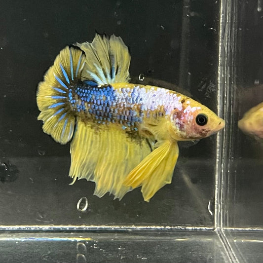the-fish-farm Premium Male Betta Fancy Plakat Premium Male Betta - One Only - 4 Choose your favourite Premuium Fancy Plakat Male Betta - The Fish Farm