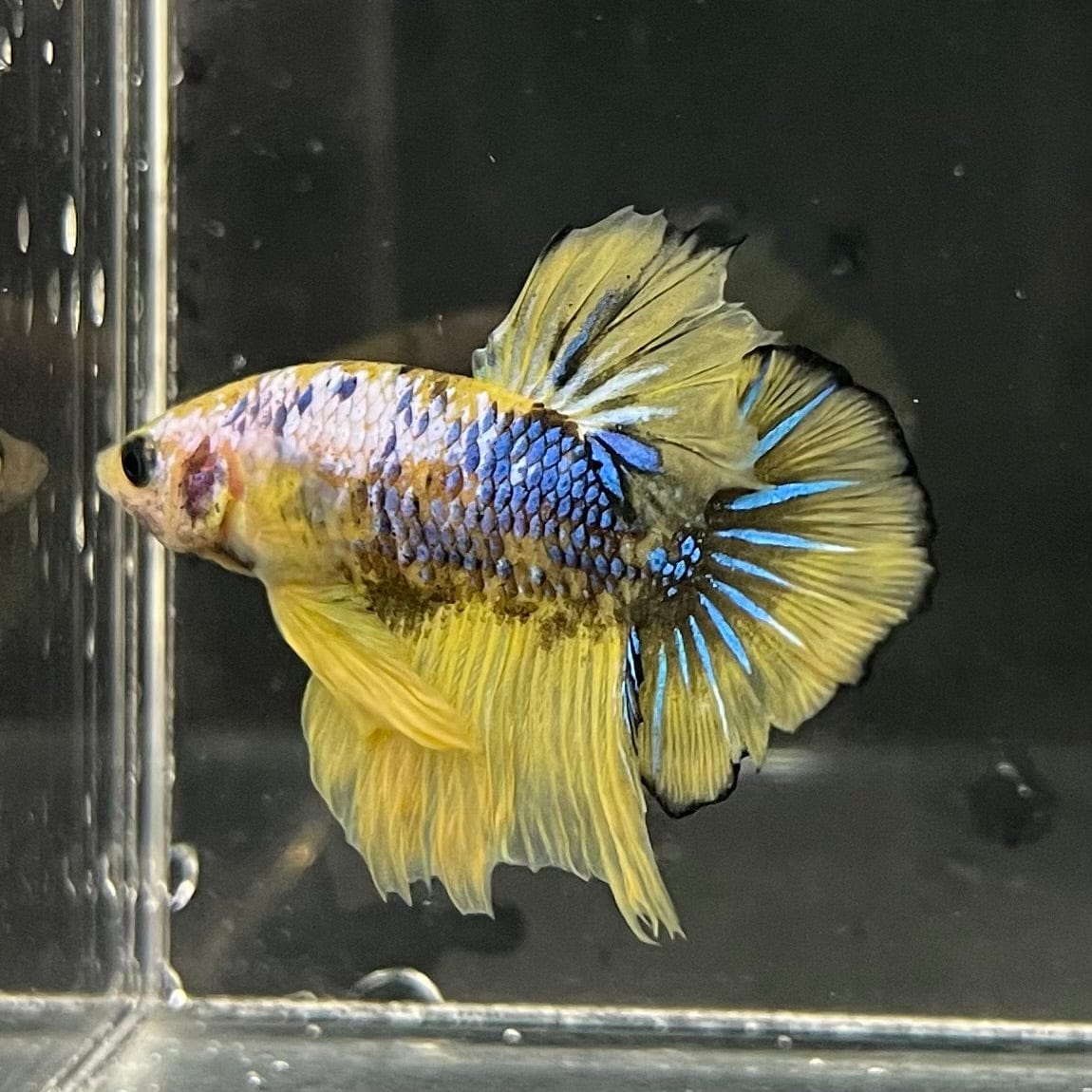 the-fish-farm Premium Male Betta Fancy Plakat Premium Male Betta - One Only - 4 Choose your favourite Premuium Fancy Plakat Male Betta - The Fish Farm