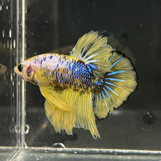 the-fish-farm Premium Male Betta Fancy Plakat Premium Male Betta - One Only - 4 Choose your favourite Premuium Fancy Plakat Male Betta - The Fish Farm