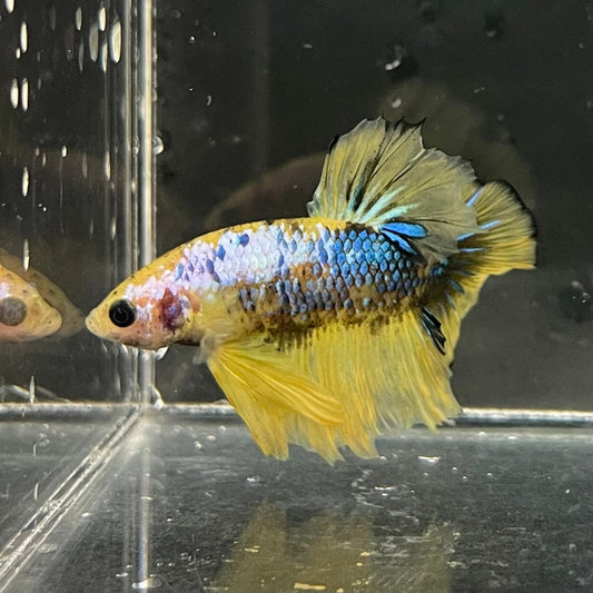 the-fish-farm Premium Male Betta Fancy Plakat Premium Male Betta - One Only - 4 Choose your favourite Premuium Fancy Plakat Male Betta - The Fish Farm