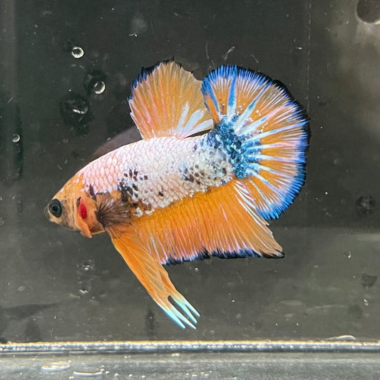 the-fish-farm Premium Male Betta Fancy Plakat Premium Male Betta - One Only - 5 Choose your favourite Premuium Fancy Plakat Male Betta - The Fish Farm