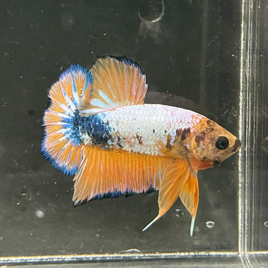 the-fish-farm Premium Male Betta Fancy Plakat Premium Male Betta - One Only - 5 Choose your favourite Premuium Fancy Plakat Male Betta - The Fish Farm