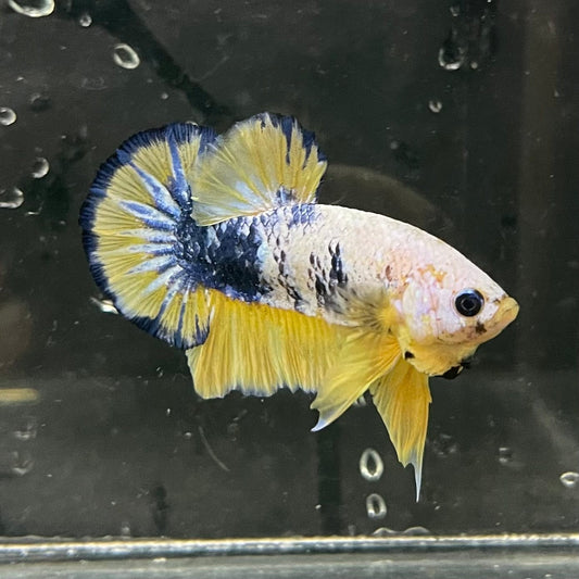 the-fish-farm Premium Male Betta Fancy Plakat Premium Male Betta - One Only - 6 Choose your favourite Premuium Fancy Plakat Male Betta - The Fish Farm