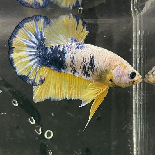 the-fish-farm Premium Male Betta Fancy Plakat Premium Male Betta - One Only - 6 Choose your favourite Premuium Fancy Plakat Male Betta - The Fish Farm